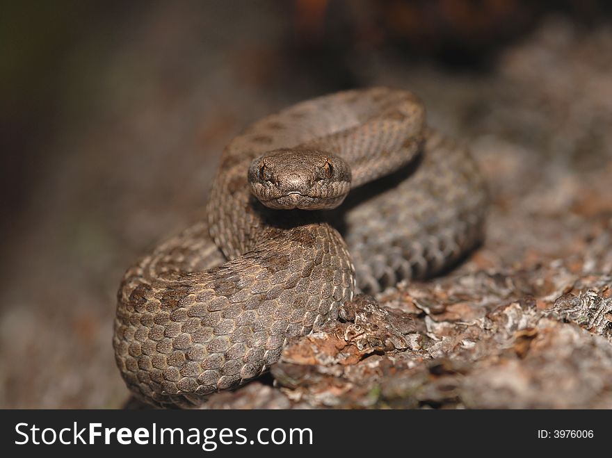 The twin-spotted rattlesnake is a small venomous reptile found in the mountains of Arizona and Mexico.