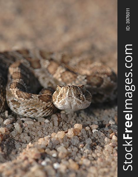 A small juvenile prairie rattlesnake on an old gravel farm road.