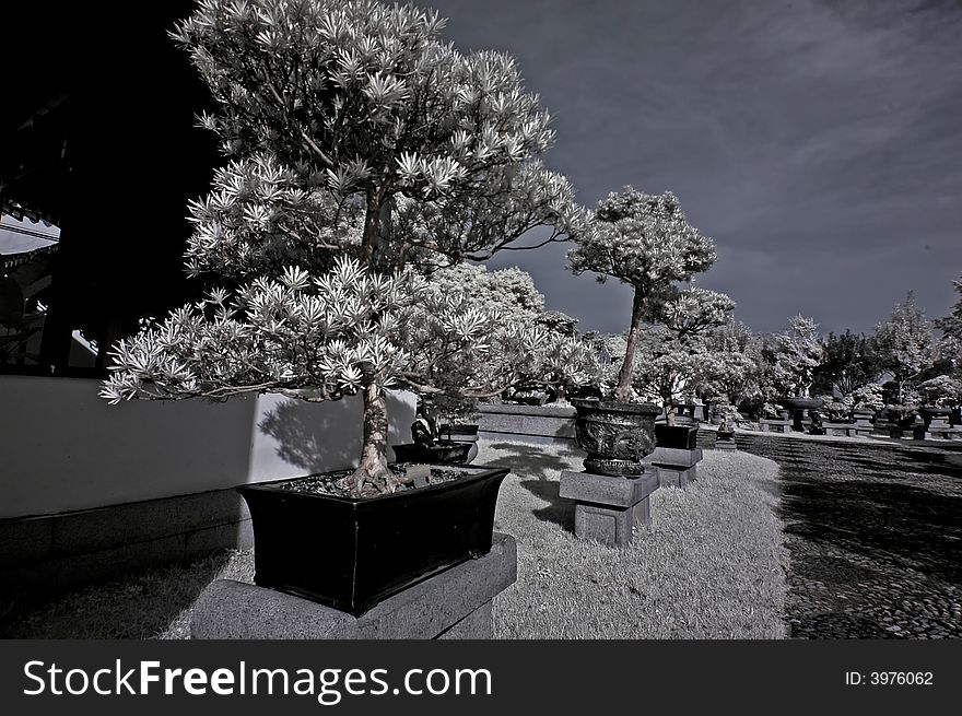 Infrared photo – tree, pot plant and flower in the bonsai gardens