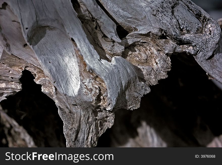 Infrared Photo â€“ Tree And Dried Wood