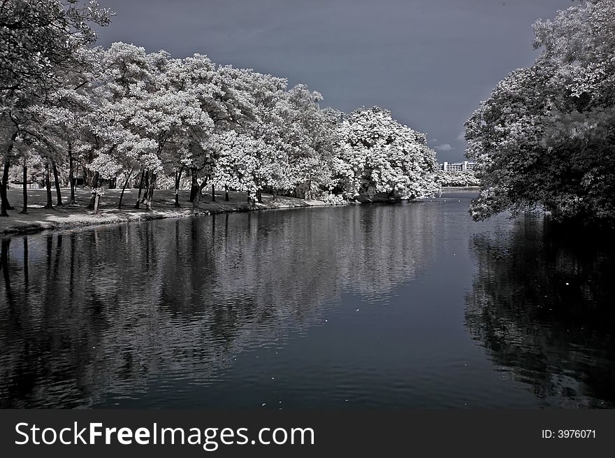 Infrared photo – tree, reflection and river