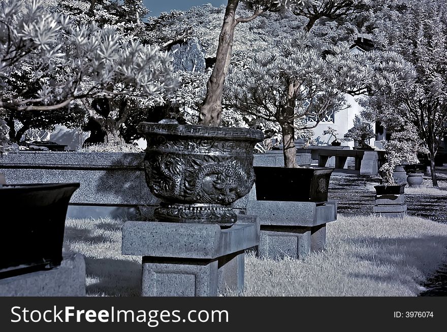 Infrared photo â€“ tree, pot plant and flower in the bonsai gardens. Infrared photo â€“ tree, pot plant and flower in the bonsai gardens
