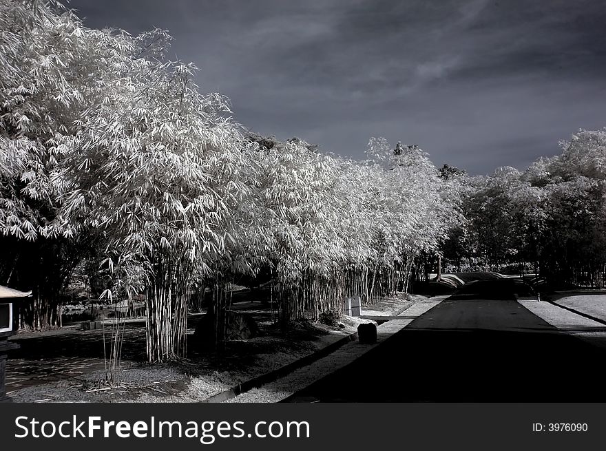 Infrared photo â€“ tree, landscapes and walk path in the parks