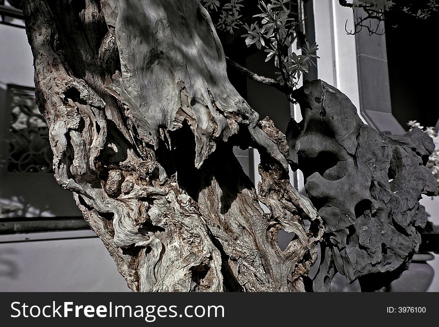 Infrared photo â€“ tree, dried wood and rock in the bonsai gardens
