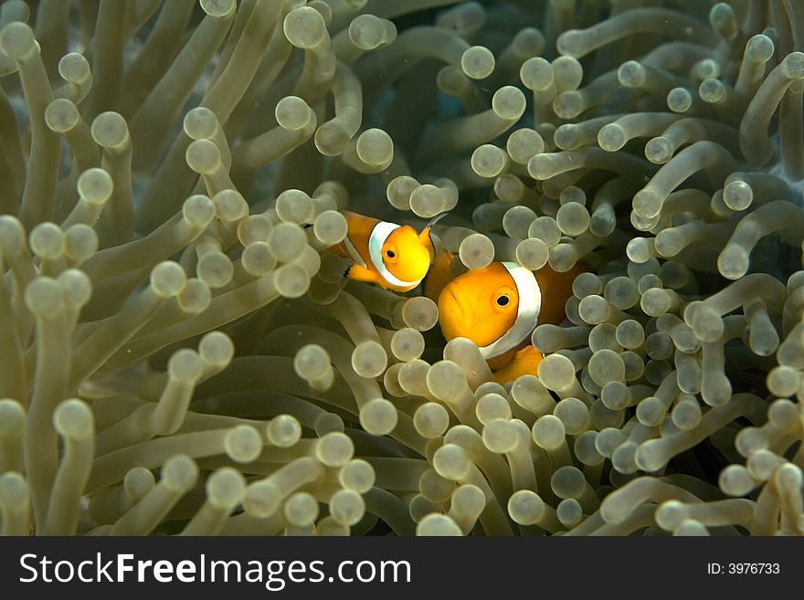 Clown fish darting through the tentacles of an orange sea anemone.