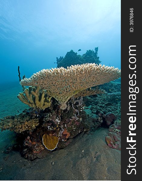 Underwater Indonesia, Table coral an clear blue water. Underwater Indonesia, Table coral an clear blue water