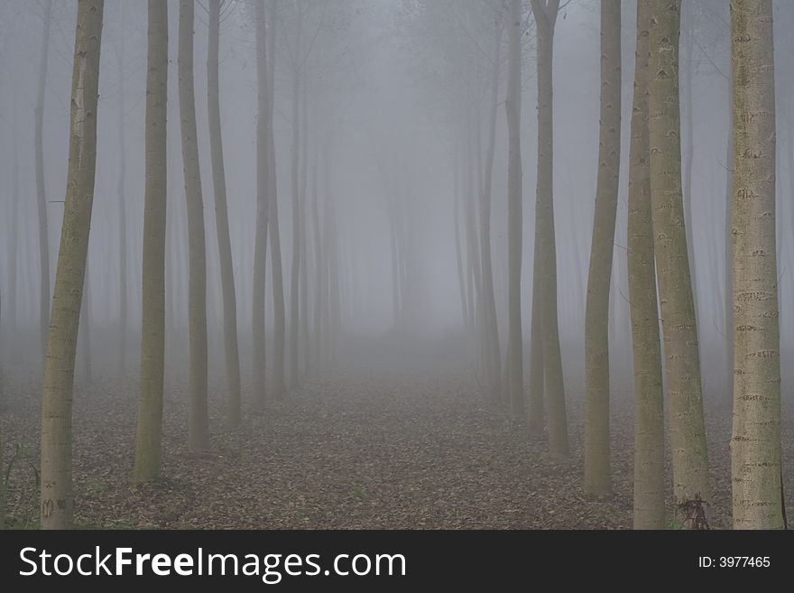 Trees In The Mist