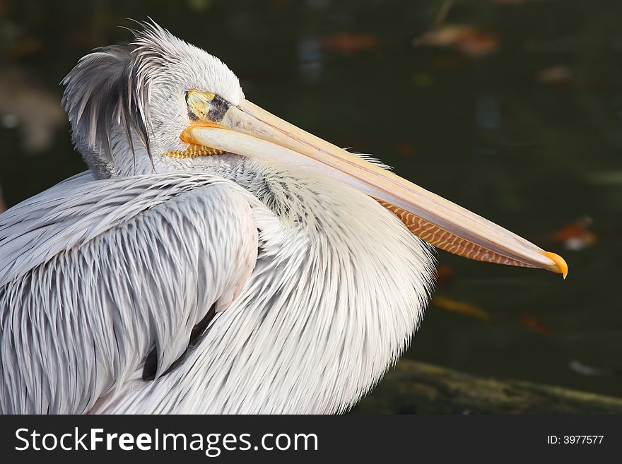 Sleeping pelican close up portrait