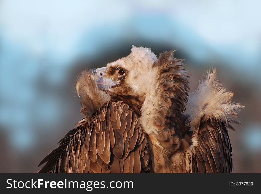 Sharp-sighted eye of Eurasian Black Vulture
(Aegypius monachus). Sharp-sighted eye of Eurasian Black Vulture
(Aegypius monachus).