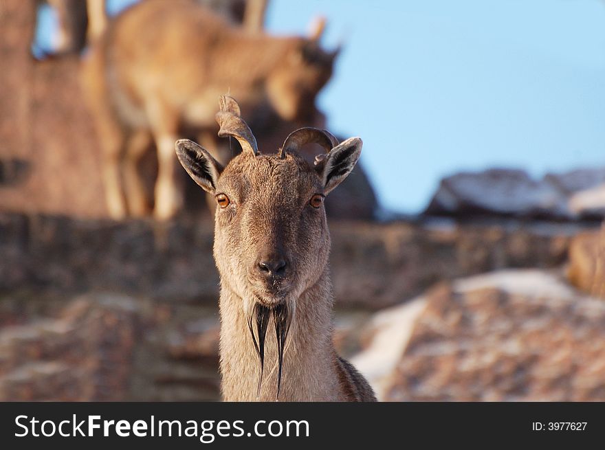 Mountain goat with kids on a watering place.
(Markhor). Mountain goat with kids on a watering place.
(Markhor)