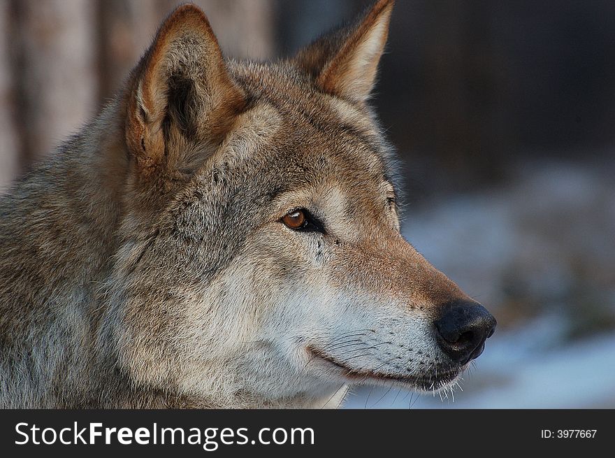 A predatory sight of a wolf.