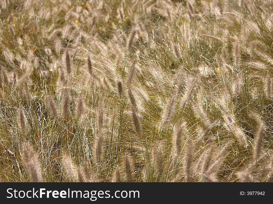 Grass background in autumn time