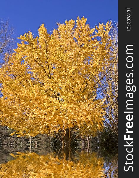 A tree with golden yellow leaves against a brilliant blue sky in the autumn. A tree with golden yellow leaves against a brilliant blue sky in the autumn