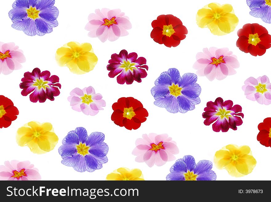 Primula flowers with different color. Primula flowers with different color