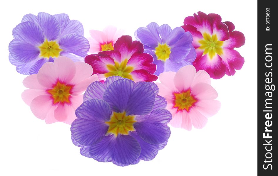 Colorful primula flowers on white background