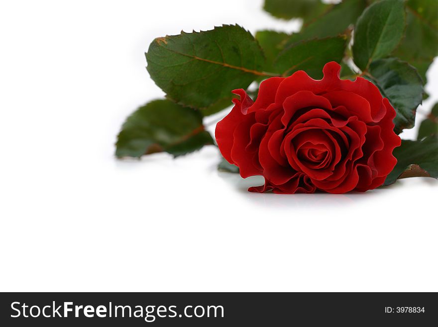 Beautiful red rose on white background