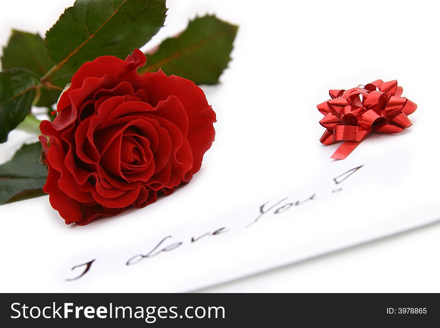 Beautiful red rose on white background