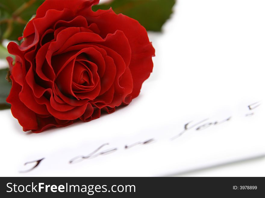 Beautiful red rose on white background