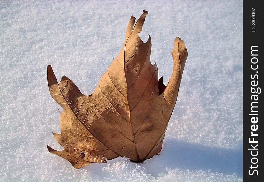 Leaf in the snow,when autumn meets the winter