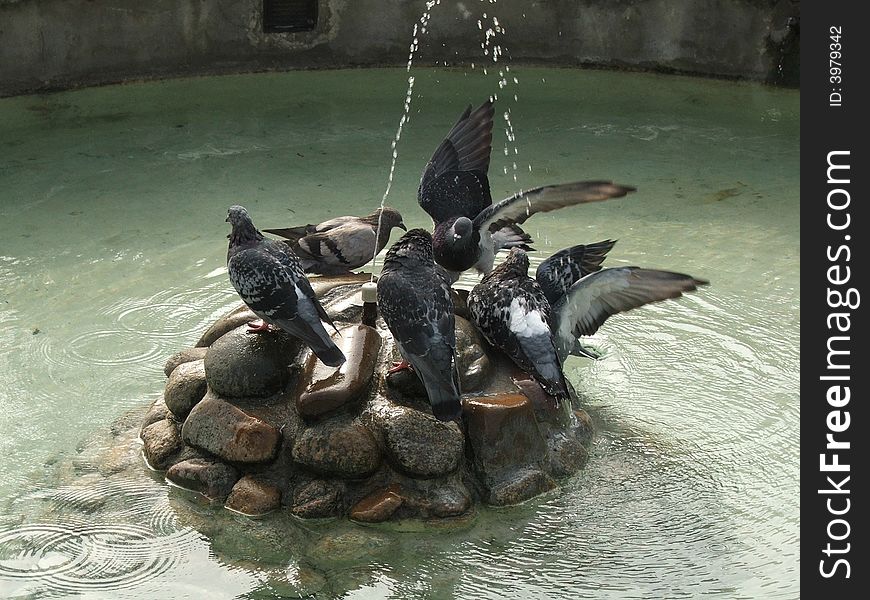 Krakow's pigeons in smal fountain. Poland. Krakow's pigeons in smal fountain. Poland.