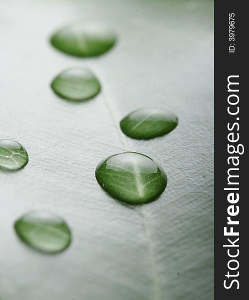 Fresh green leaf in shallow dof with droplets on. Fresh green leaf in shallow dof with droplets on