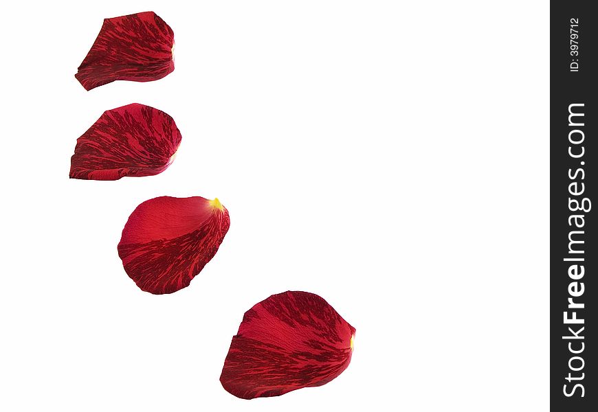 Four rose petals isolated on a white background