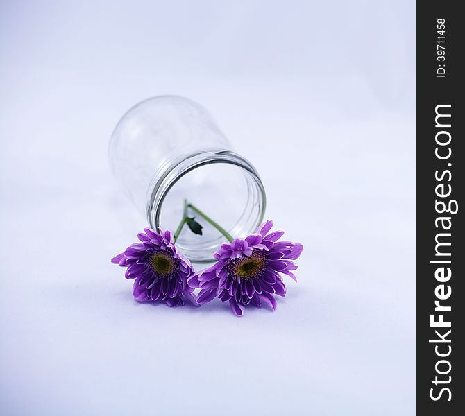 Purple chrysanthemums in a fallen jar