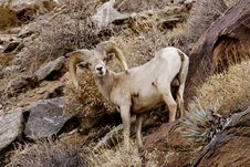 Peninsular Bighorn Sheep Stock Photography
