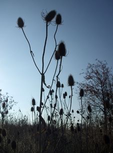 Spiky Plants At Dusk Stock Image
