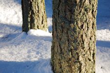 Pine Trunks Detail Royalty Free Stock Image Pine Trunks Detail Royalty Free Stock Image