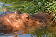 Hippopotamus Stock Photos