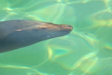 Sea Lion Under Water Stock Images