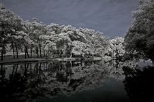 Infrared Photo – Tree, Landscape And Lake Royalty Free Stock Photography Infrared Photo – Tree, Landscape And Lake Royalty Free Stock Photography