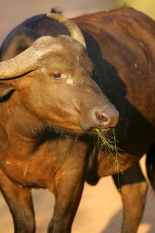 Cape Buffalo Stock Photography Cape Buffalo Stock Photography