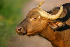 Cape Buffalo Stock Images Cape Buffalo Stock Images