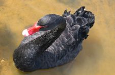 Black Swan Royalty Free Stock Photography Black Swan Royalty Free Stock Photography