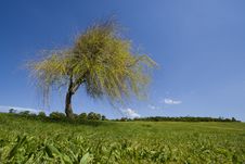 Landscape - Lonely Tree Royalty Free Stock Photography Landscape - Lonely Tree Royalty Free Stock Photography