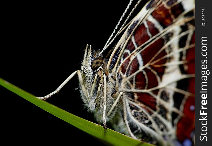 This close-up is taken from only 111 mm away from the butterfly. Lucky for me he didn't fly away. This close-up is taken from only 111 mm away from the butterfly. Lucky for me he didn't fly away.