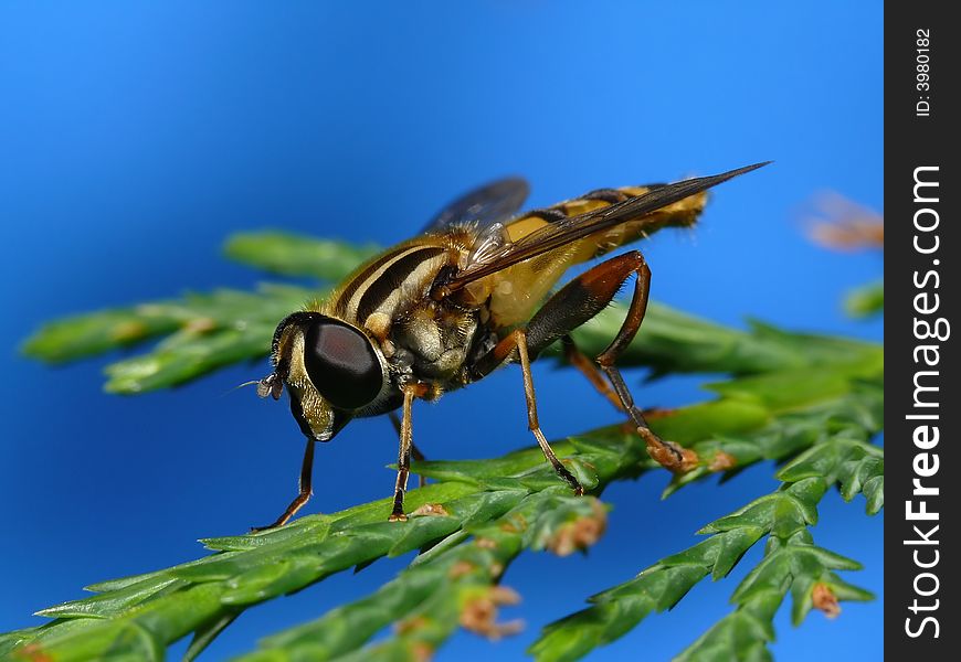 This fly is resting and pose for me so that I can make a sharp picture. This fly is resting and pose for me so that I can make a sharp picture.