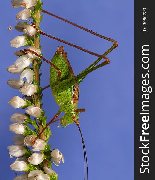 This green grasshopper was climbing down a small flower. I found it a nice composition. This green grasshopper was climbing down a small flower. I found it a nice composition.