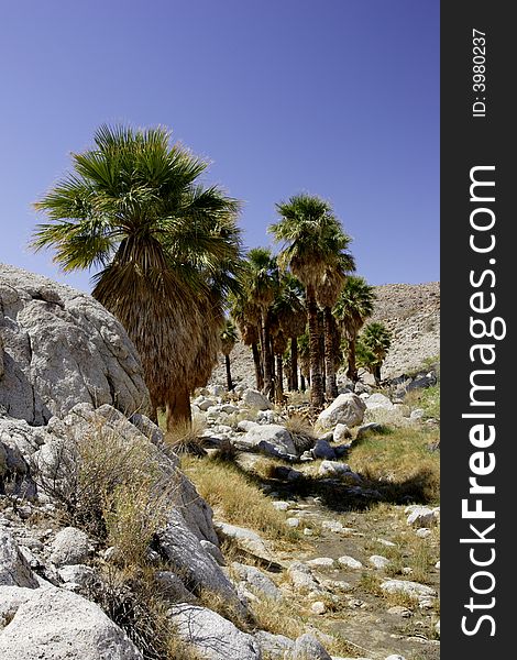 Grove of fan palms along dry arroya with blue sky background and rocky outcropping foreground. Grove of fan palms along dry arroya with blue sky background and rocky outcropping foreground