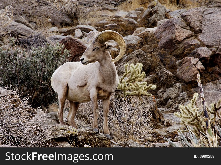 Male peninsular bighorn sheep standing on rocky slope with desert vegetation