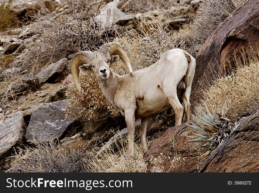 Male peninsular bighorn sheep standing on rocky hillside with desert vegetation