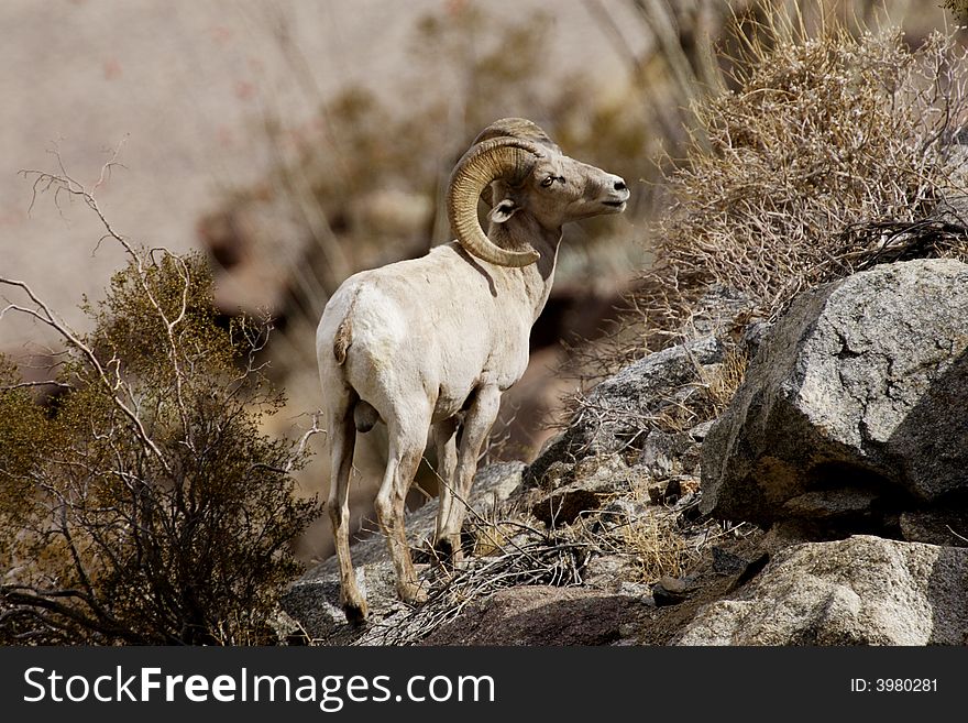 Male peninsular bighorn sheep standing on rocky slope with desert vegetation