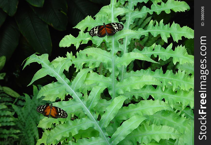 Two butterflies sitting on a plant. Two butterflies sitting on a plant.