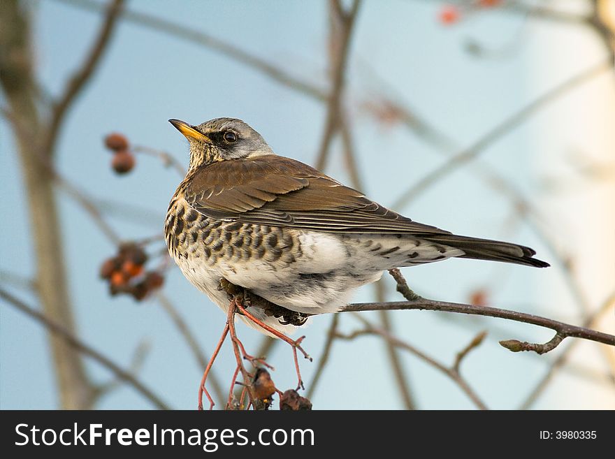 Fieldfare on a blue background, canon 400D + 400mm 5.6L