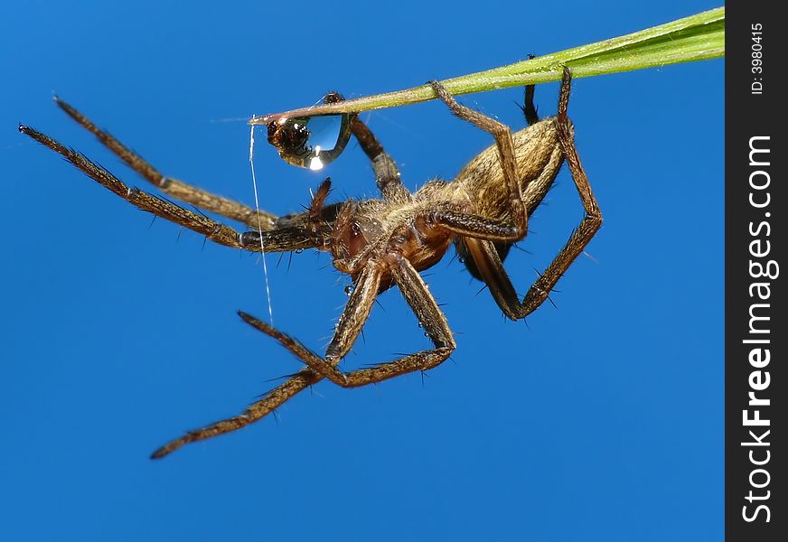 This spider is looking in a waterdrop. Just checking his clean jaws. This spider is looking in a waterdrop. Just checking his clean jaws.