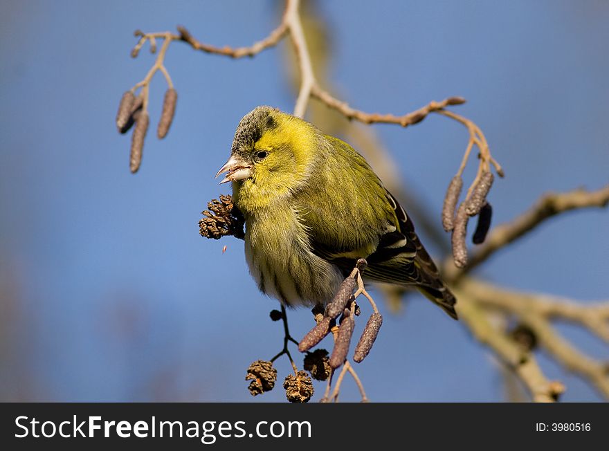 Small Siskin (carduelis Spinus)