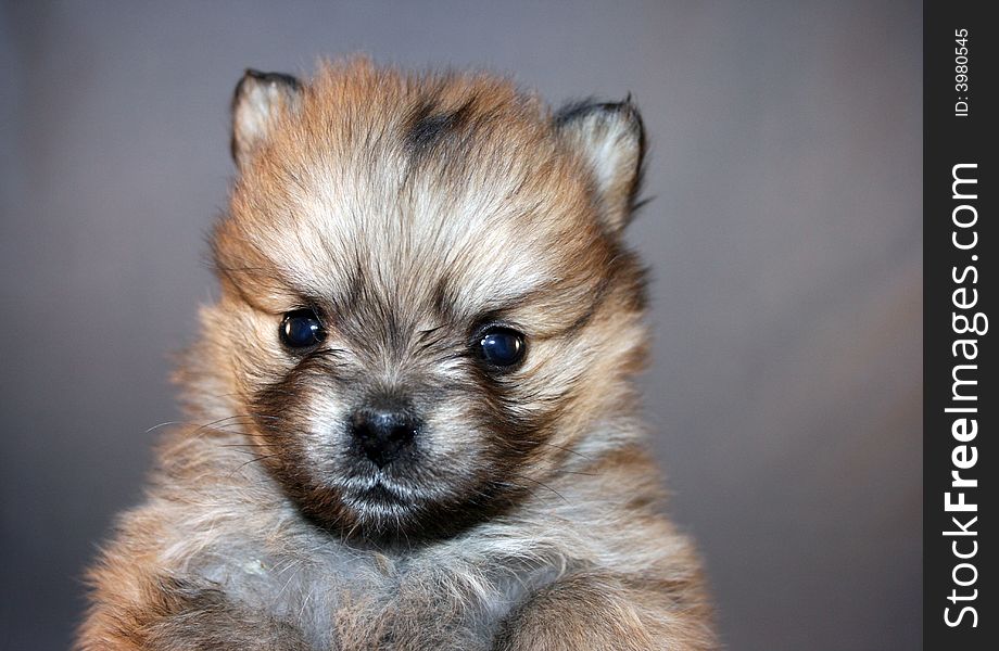 A cute Pomeranian puppy close-up on gray background.