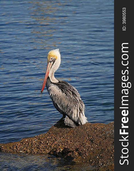 A pelican perched on a rock at the ocean shore. A pelican perched on a rock at the ocean shore